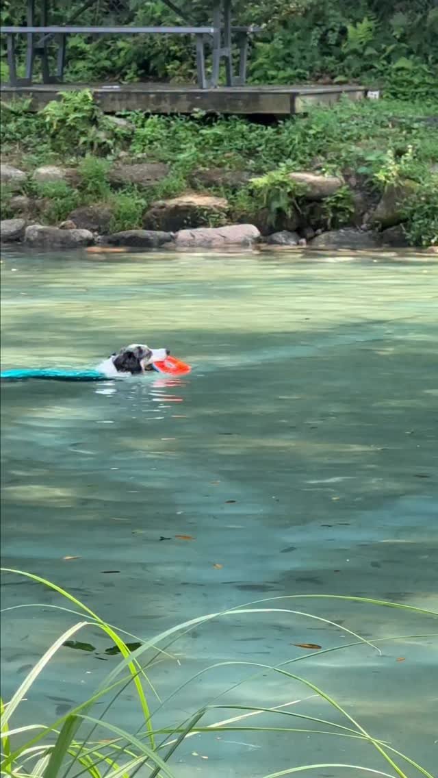 naturedog.official 게시물 이미지: 서울근교 무료 애견수영장 정보 공유!

양주에 위치한 대규모 애견카페인
네이처독에서...