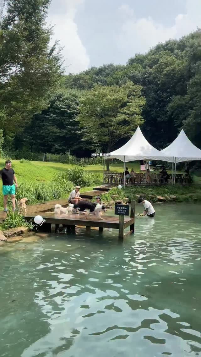 naturedog.official 게시물 이미지: [속보] 4월 한 달 수영장 무료운영 한대요!

*단 테스트 운영기간이라 매일...