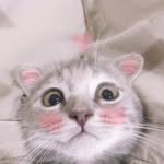 pearriepai 프로필 사진