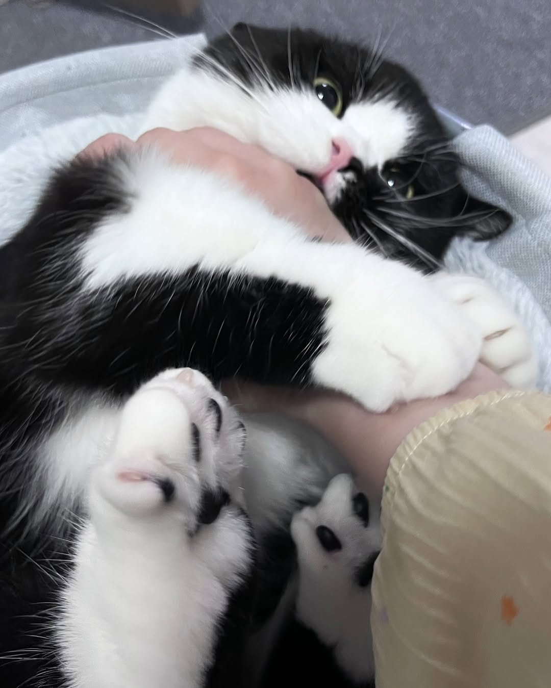 Photo by 정춘배 on September 15, 2025. May be an image of kitten and text.