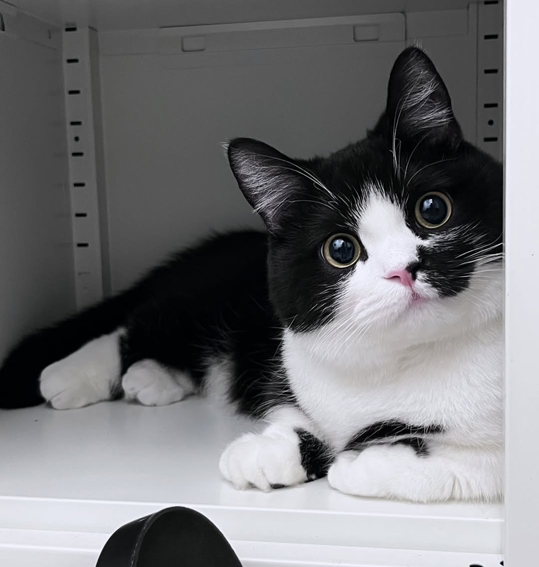Photo by 정춘배 on September 08, 2025. May be an image of ragdoll cat, kitten, dishwasher and text.