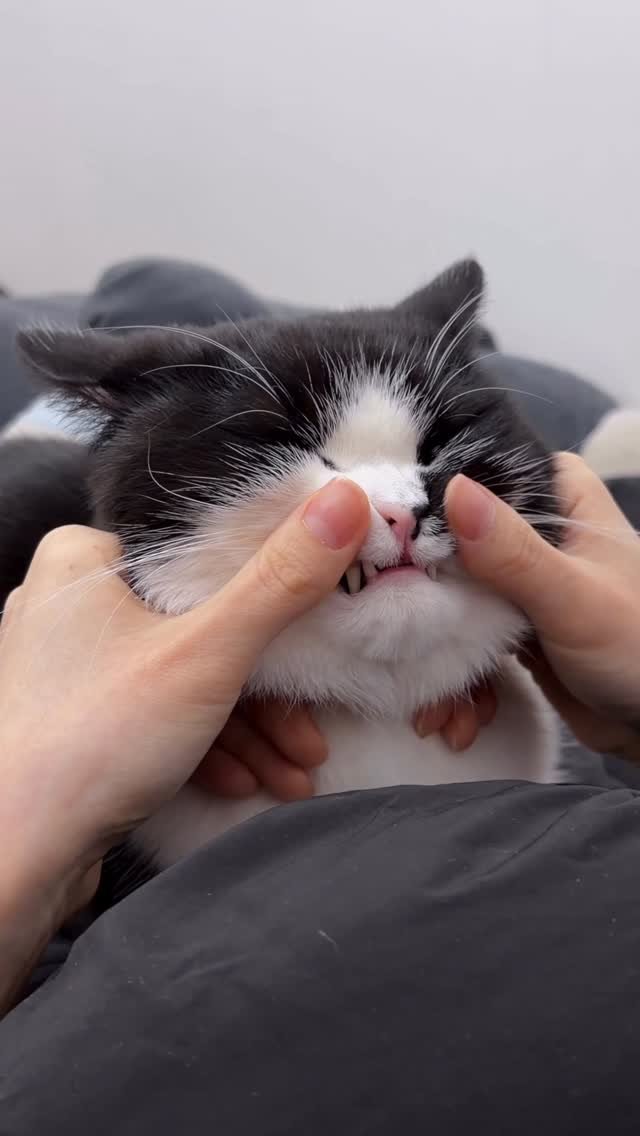 neko.chunbae 게시물 이미지: #광고 올리지오송에 맞춰 춘배를 올려보았습니다.(?) 엉덩이도 볼쨜도 올리지오 🎶...