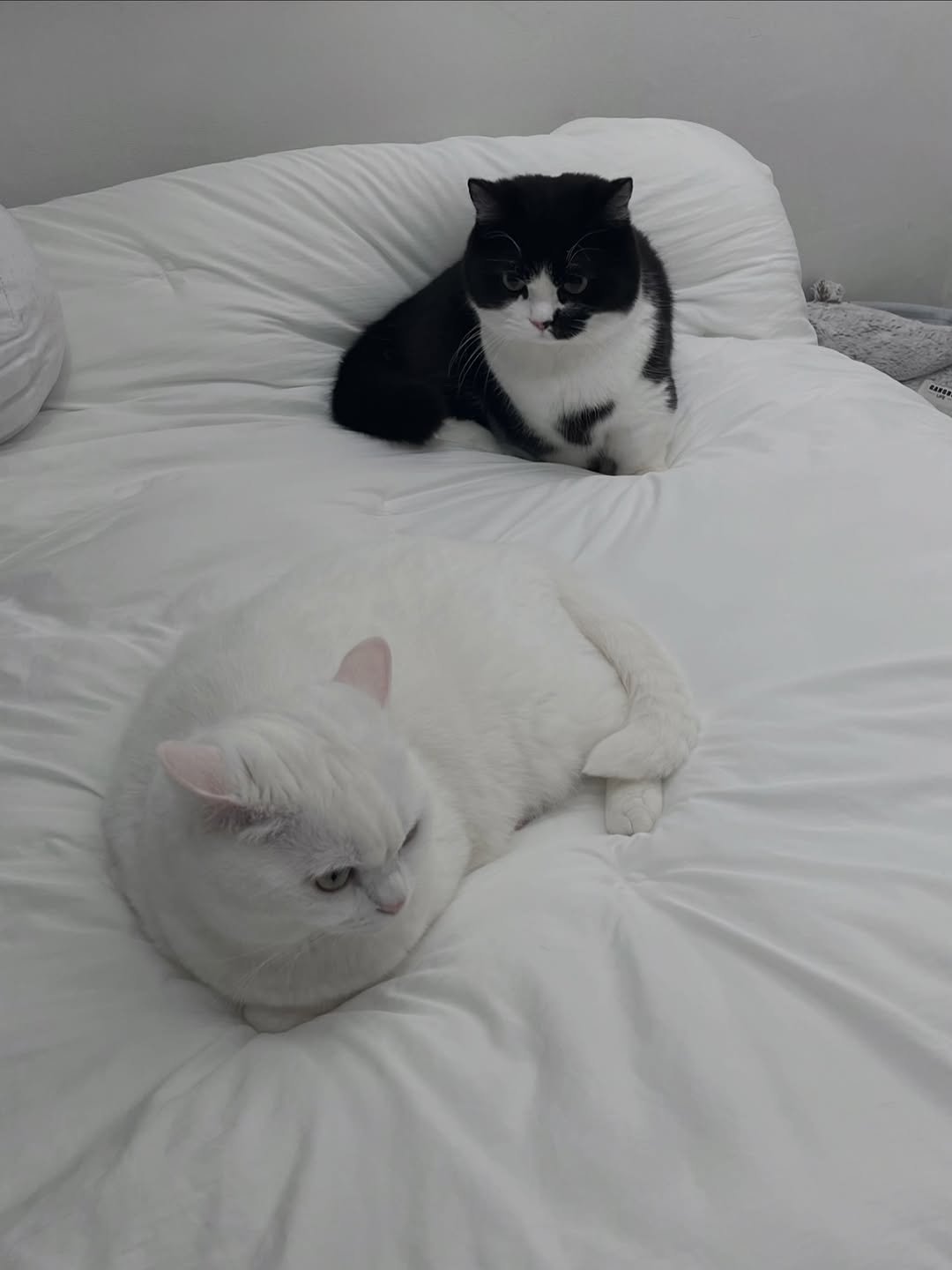 neko.chunbae 게시물 이미지: 누미새 정춘배 moment

몇대 얻어 터지고도 뻐김. 표정도 이상함 ㅋㅋ...