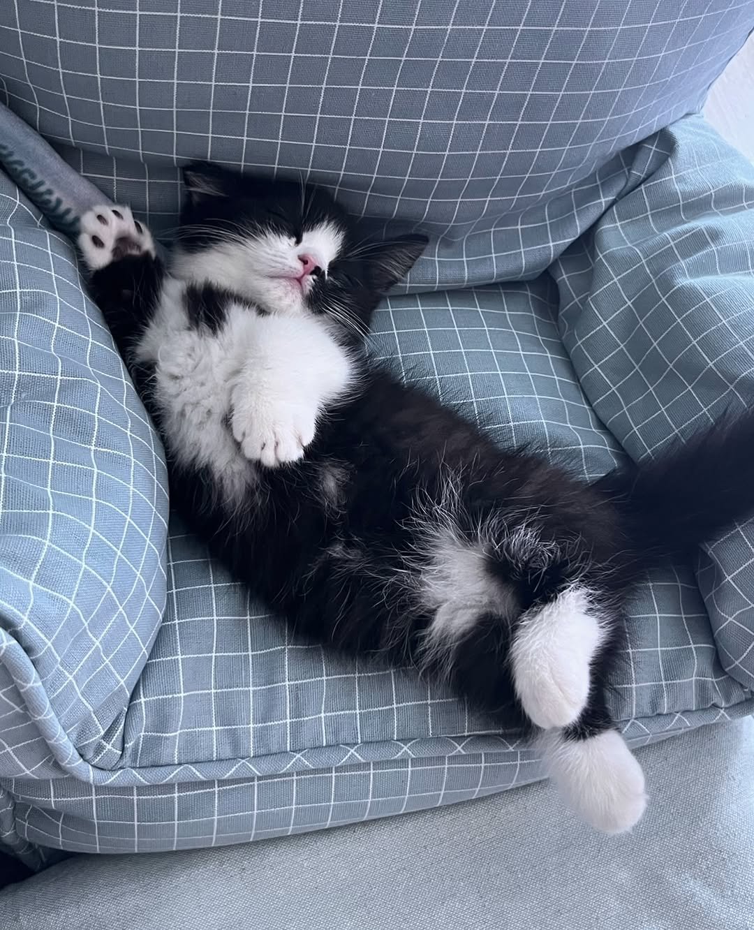 Photo by 정춘배 on August 08, 2025. May be an image of sleeping, ragdoll cat, kitten, Persian cat and text.