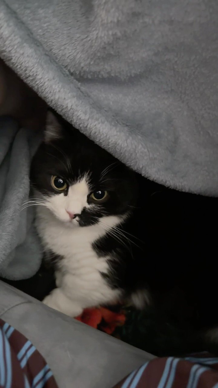neko.chunbae 게시물 이미지: 집에 숨숨집 많은데..