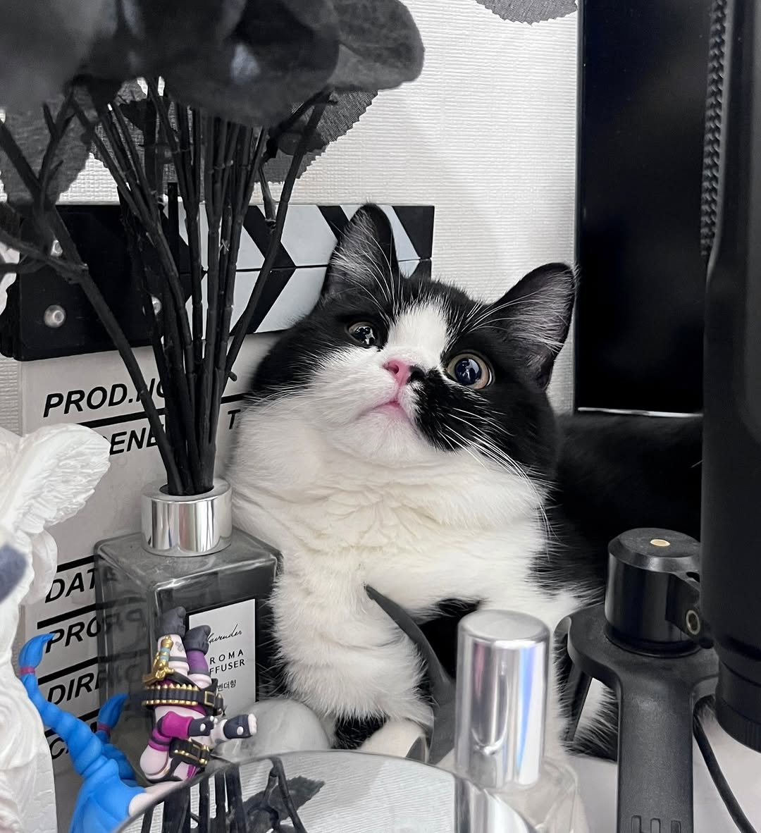 Photo by 정춘배 on December 18, 2025. May be an image of ragdoll cat, kitten, Persian cat, fragrance, hand cream, perfume, prairie gentian and text that says 'PROD.VG PROD.. EN. A DA PRO DIR meat EFUSE REUSER FUSER FUSER ROMA 내연원'.