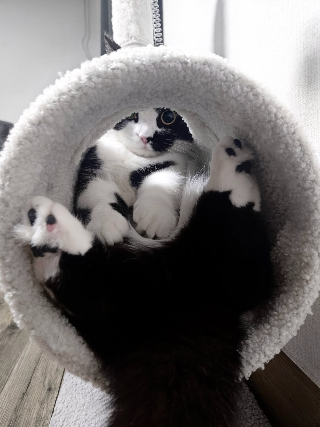neko.chunbae 게시물 이미지: 🥵🥵🥵💦

😳