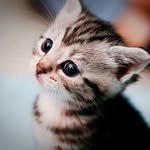 catloversclub 프로필 사진