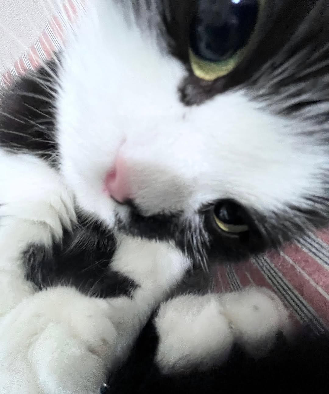 Photo by 정춘배 on September 30, 2025. May be a closeup of ragdoll cat, kitten and text.