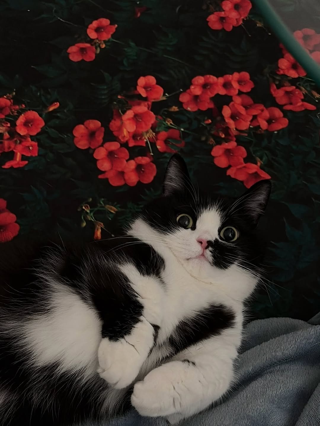 neko.chunbae 게시물 이미지: 🏷️@pluffyarchive 러그 협찬 ! .•* 능소화의 계절인데 고양이들이랑은...