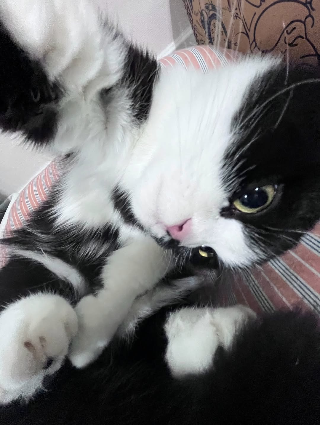 neko.chunbae 게시물 이미지: 어우 부담스러우실게요.