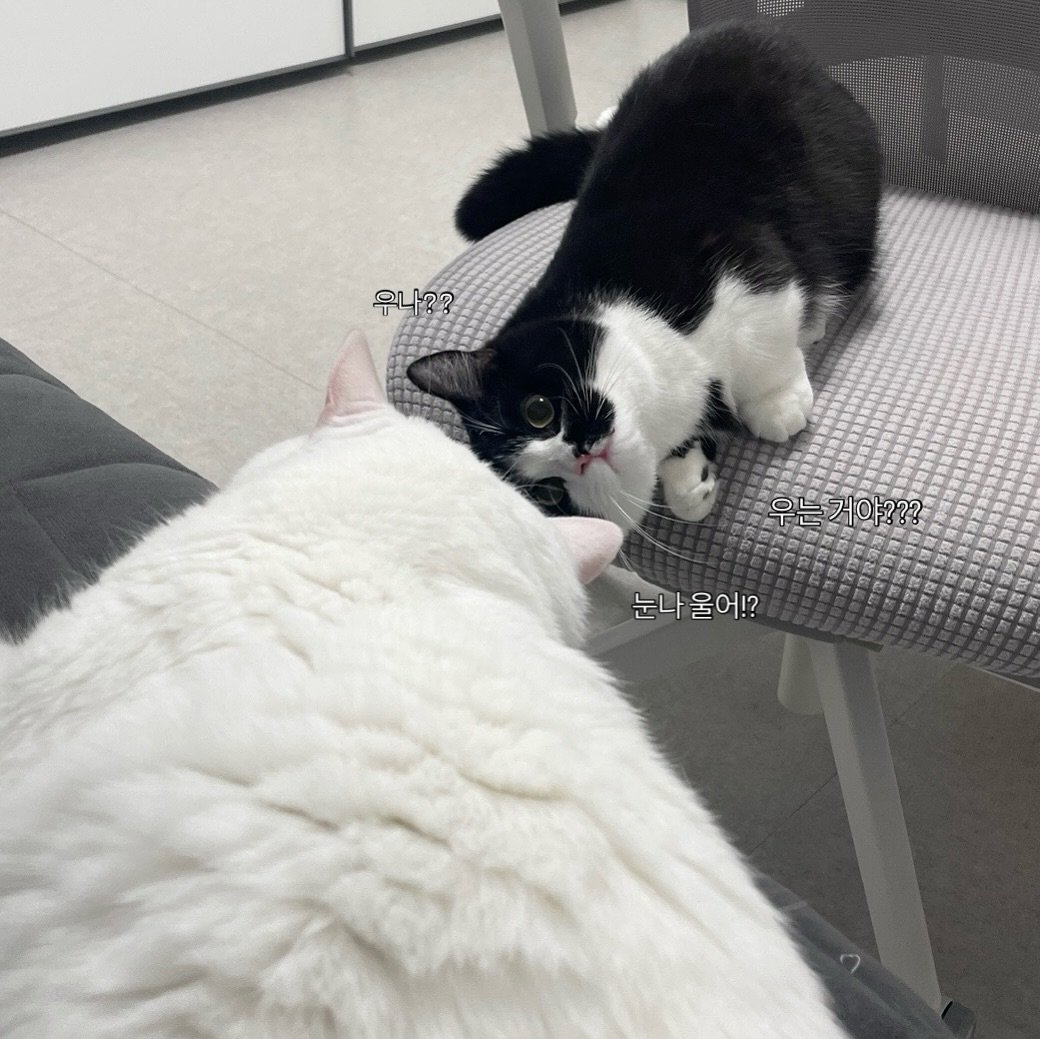 Photo by 정춘배 on August 04, 2025. May be an image of ragdoll cat, Abyssinian cat, kitten and text that says '우나?? ם 1?? 는거야??? 눈나 나울어!? 울어!?'.