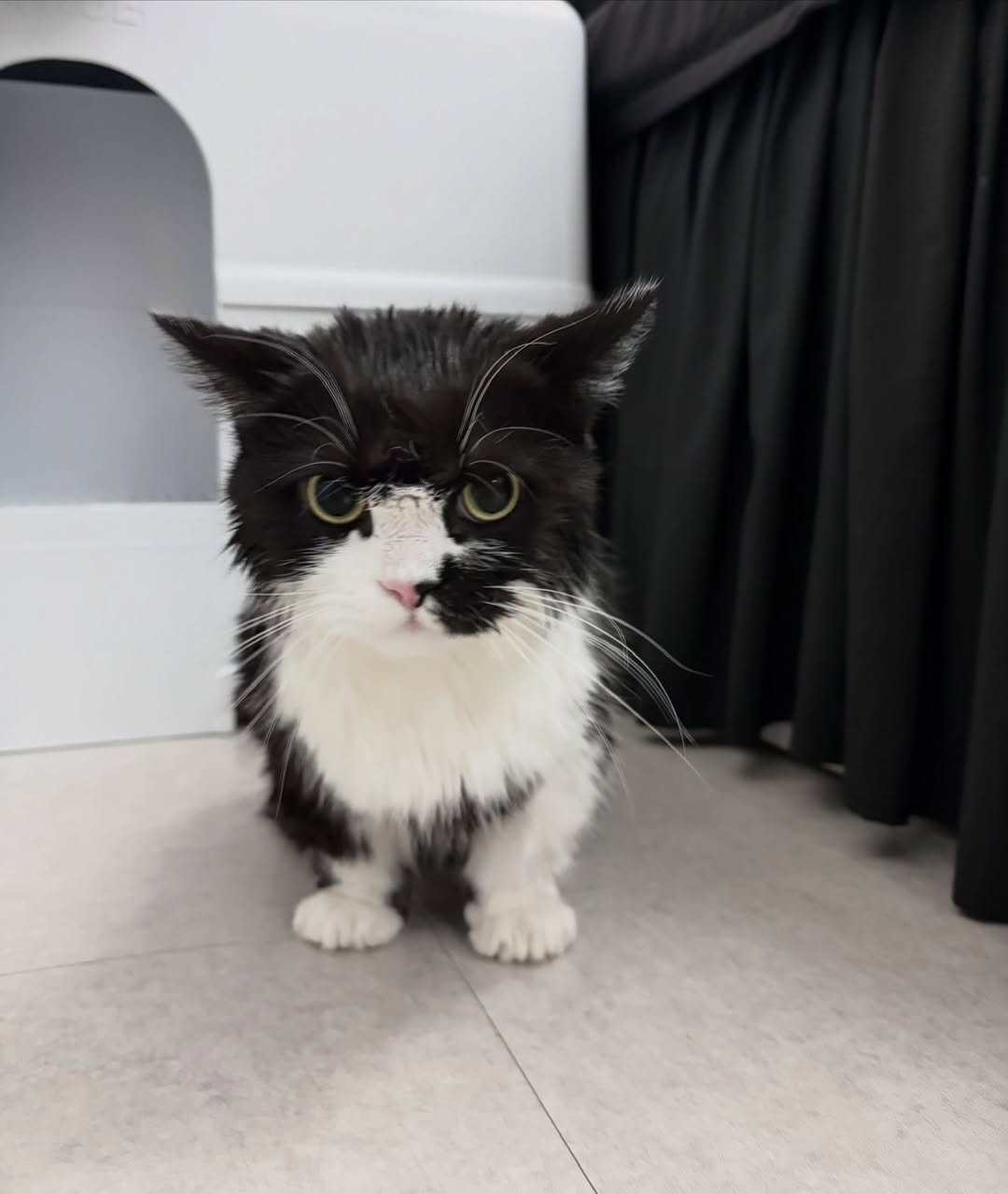 Photo by 정춘배 on January 31, 2026. May be an image of ragdoll cat, tortoiseshell cat, Persian cat, kitten and text.