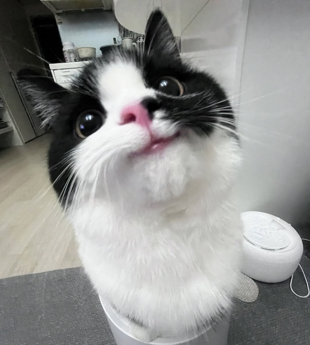Photo by 정춘배 on September 11, 2025. May be an image of ragdoll cat, kitten, Persian cat and text.