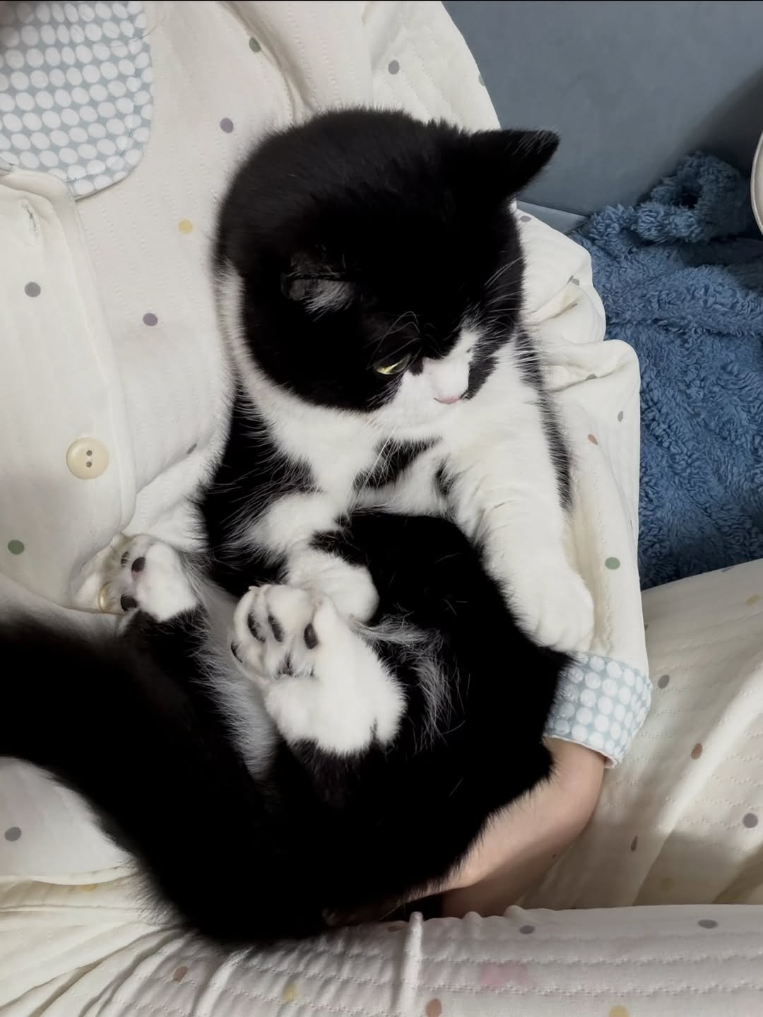 Photo by 정춘배 on February 02, 2026. May be an image of Abyssinian cat, kitten, tortoiseshell cat, Persian cat and text.