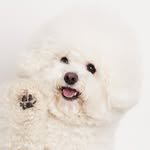 among._.bichon 프로필 사진