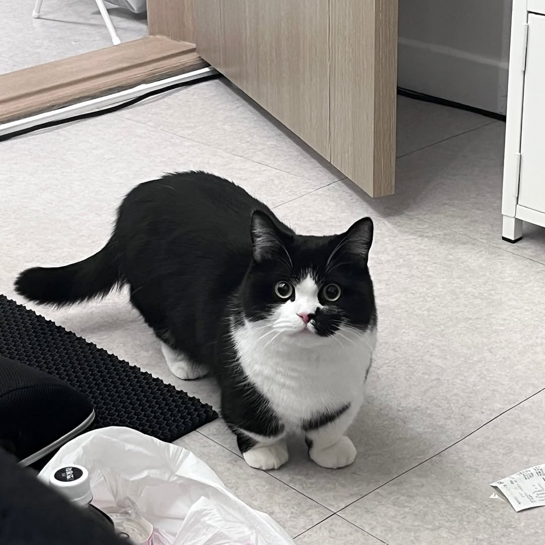 neko.chunbae 게시물 이미지: 술병난 집사 구경하는 고양이 ㅋㅋㅋ ㅠㅋㅋㅋ ㅠㅜㅜ