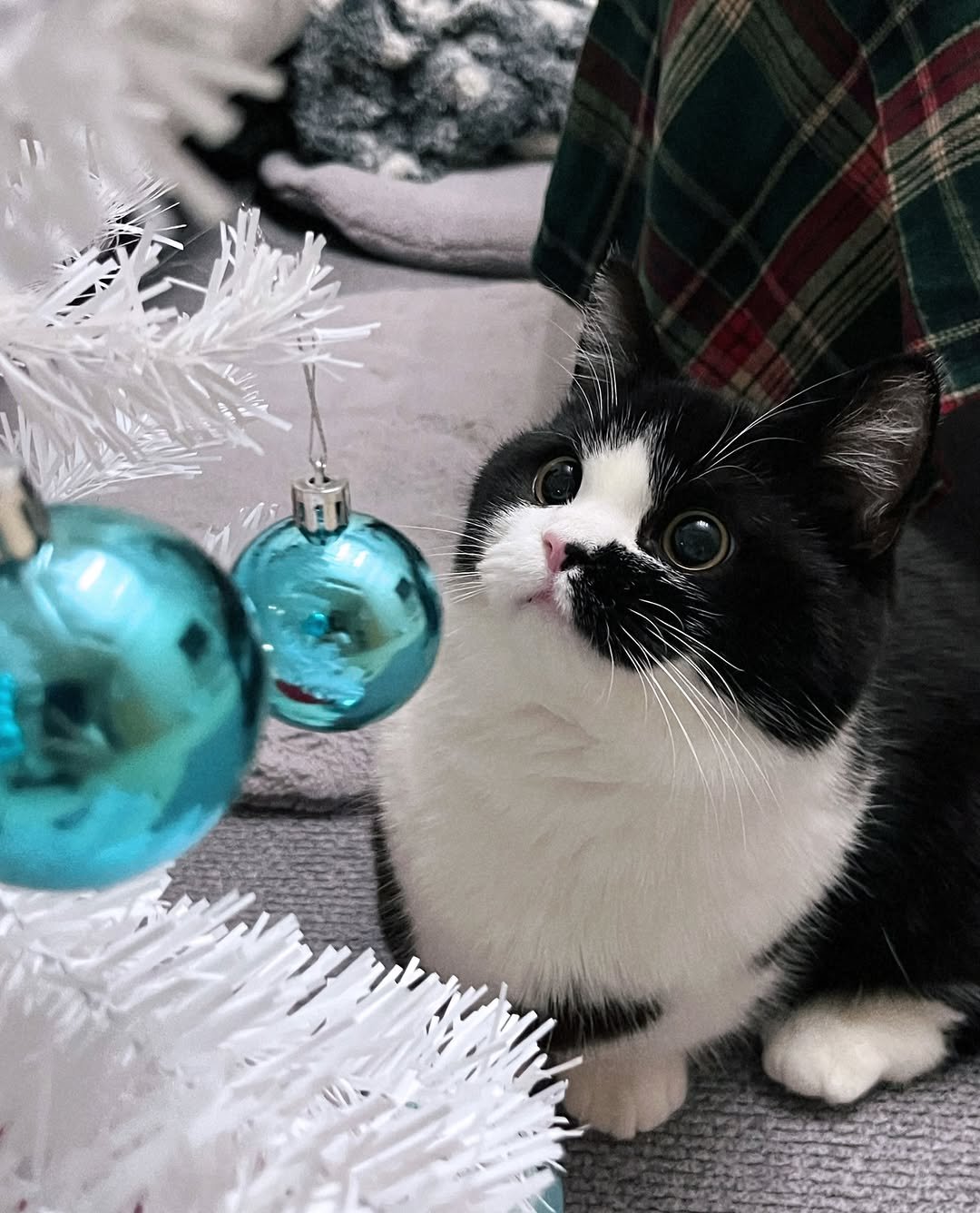 Photo by 정춘배 on December 24, 2025. May be an image of ragdoll cat, Persian cat, kitten, christmas tree, tinsel and text.