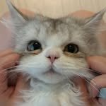p__impi 프로필 사진