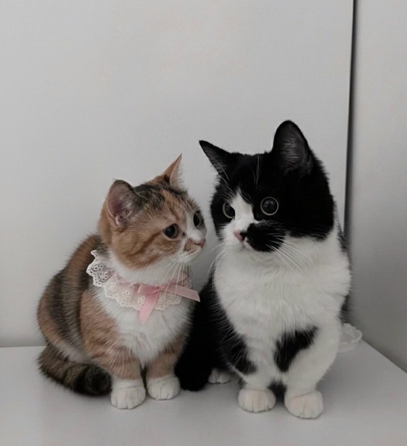 Photo by 정춘배 on February 07, 2026. May be an image of ragdoll cat, Persian cat, tortoiseshell cat, Abyssinian cat, kitten, fur, bowtie and text.