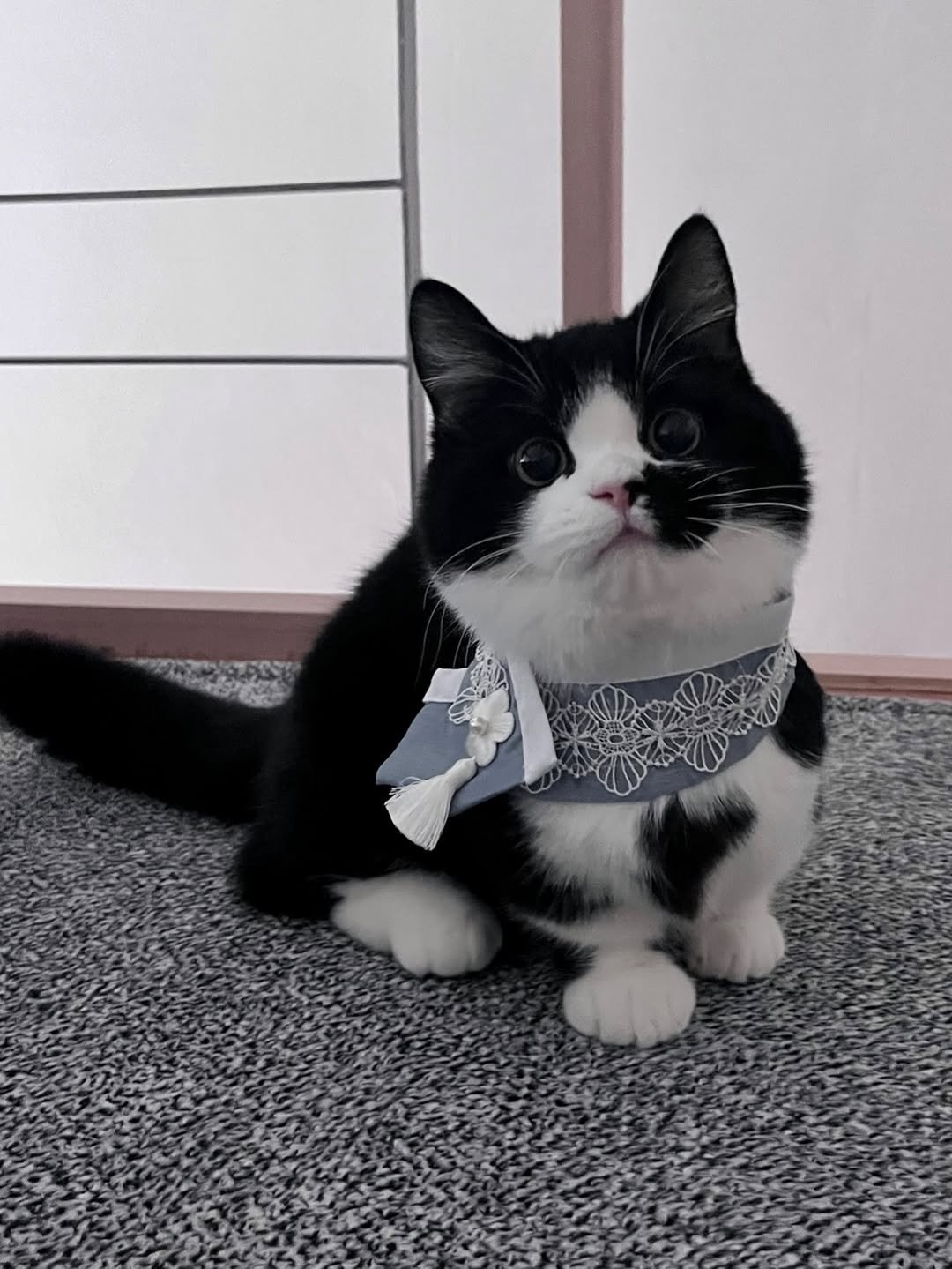 Photo by 정춘배 on February 17, 2026. May be an image of ragdoll cat, kitten, Persian cat, bowtie, bandanna and text.