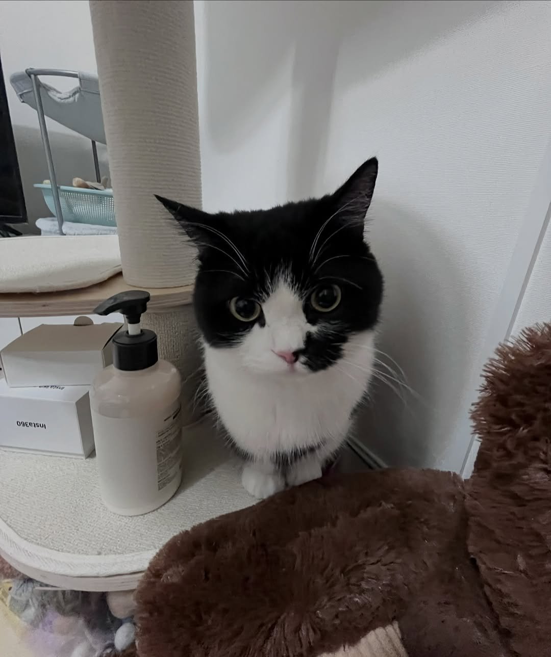 neko.chunbae 게시물 이미지: 춘배가 무엇을 요청하는지 맞추시오.