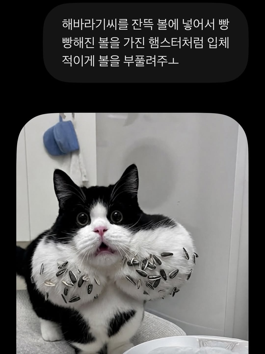 neko.chunbae 게시물 이미지: 진짜 제미나이 너무할게
