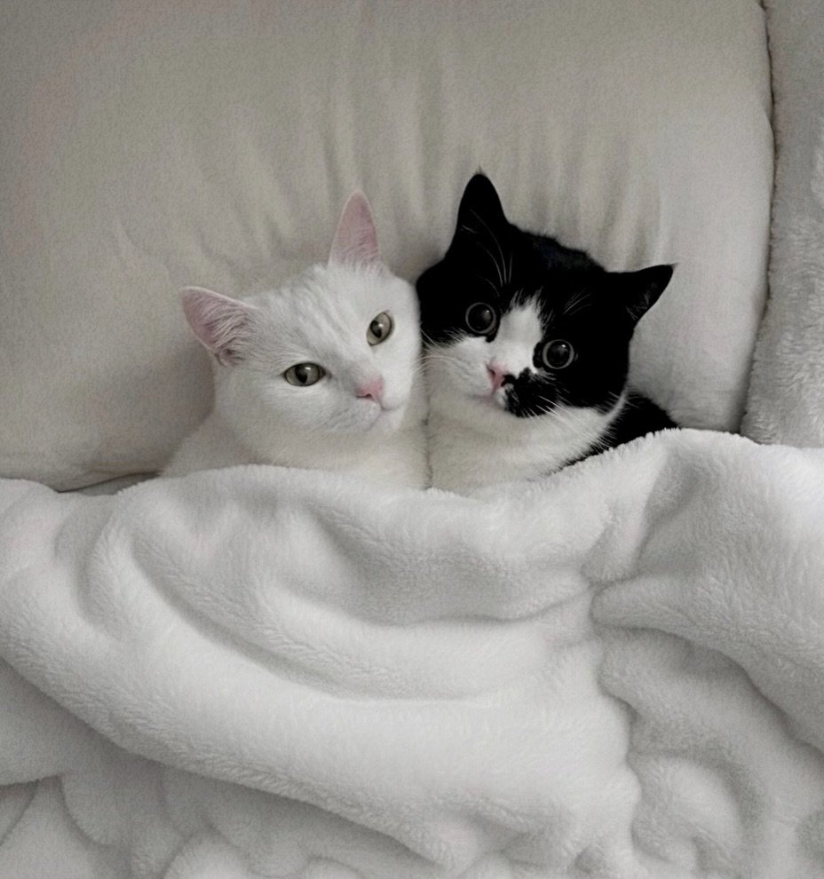 Photo by 정춘배 on January 22, 2026. May be an image of Abyssinian cat, kitten and text.