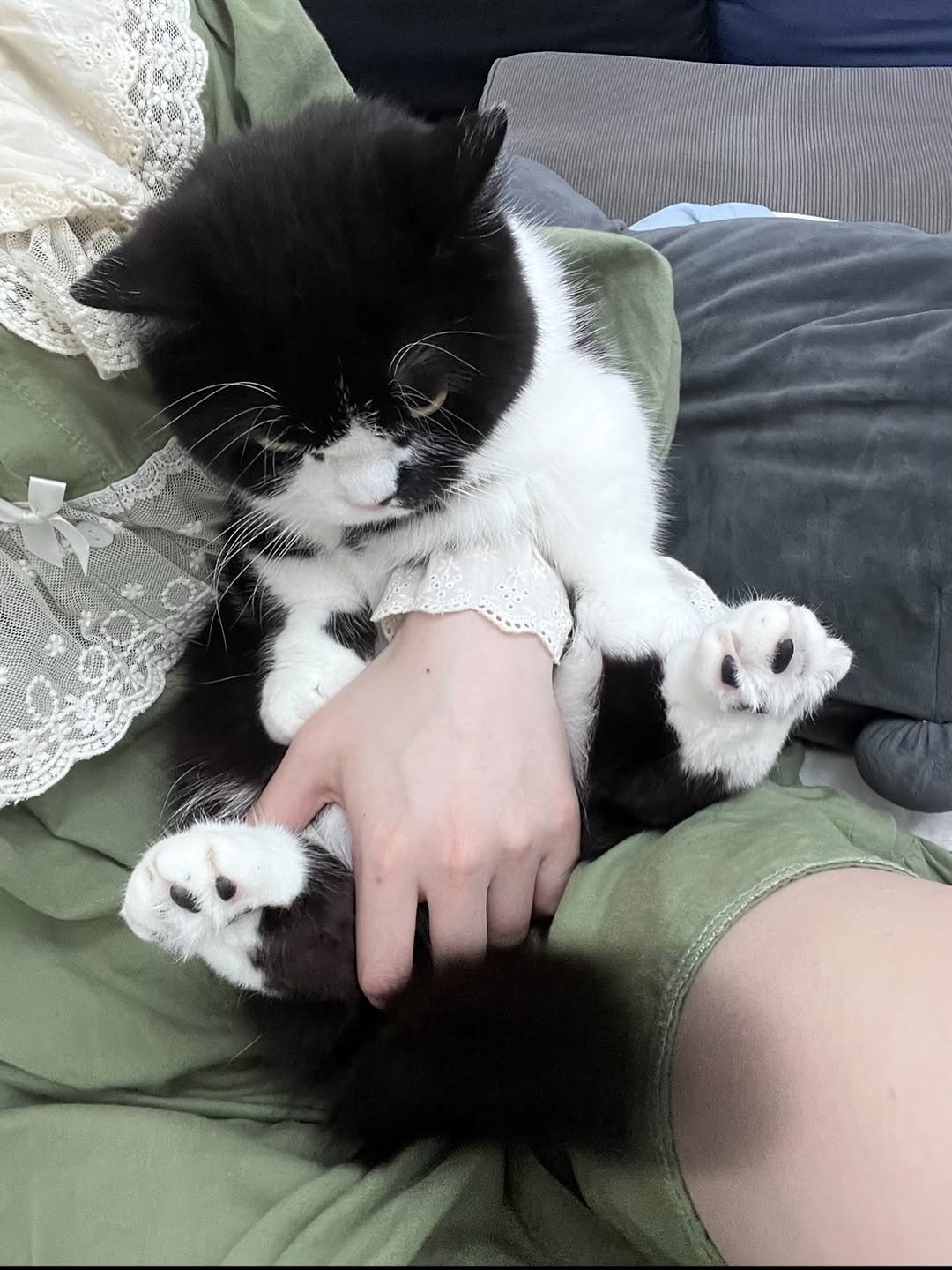 Photo by 정춘배 on August 08, 2025. May be an image of ragdoll cat, kitten, Persian cat, tortoiseshell cat and text.
