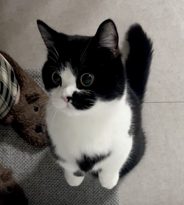 neko.chunbae 게시물 이미지: 주방이 궁금한 쭌배 😮