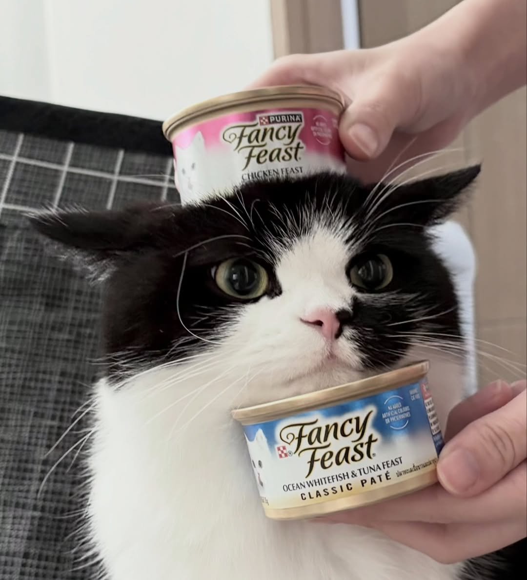 Photo by 정춘배 on December 29, 2025. May be an image of ragdoll cat, kitten, petfood and text.