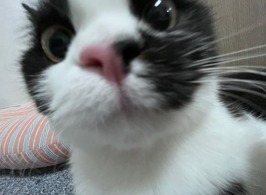 Photo by 정춘배 on September 18, 2025. May be a closeup of ragdoll cat, kitten and text.