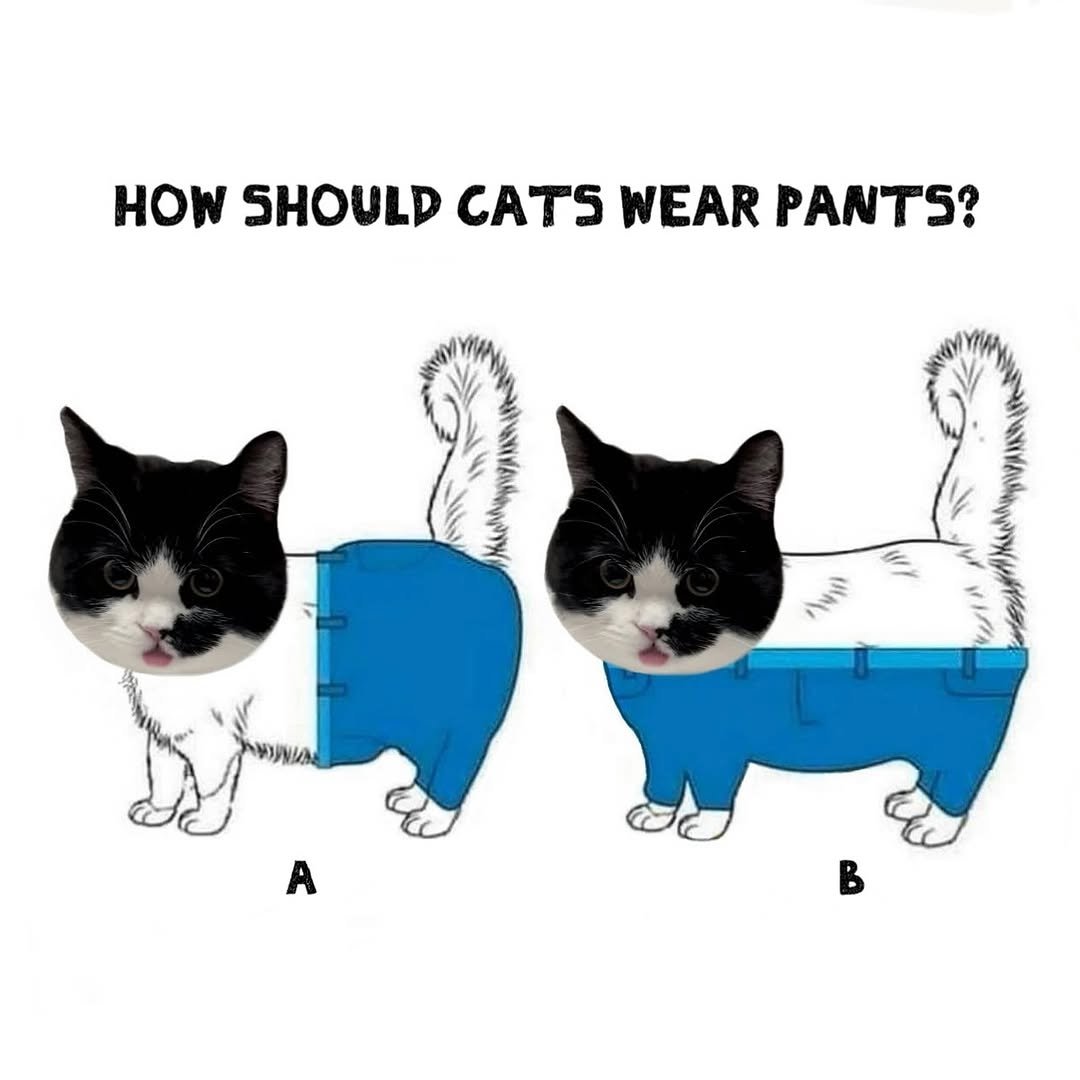 Photo by 정춘배 on November 08, 2025. May be a doodle of kitten and text that says 'HOW SHOULD SHOULD CATS WEAR PANTS?'.