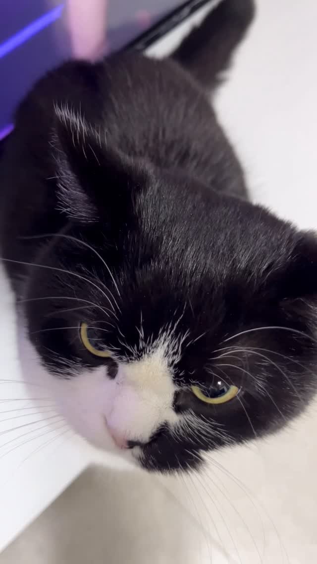 neko.chunbae 게시물 이미지: Toxic 원테이크 무대영상