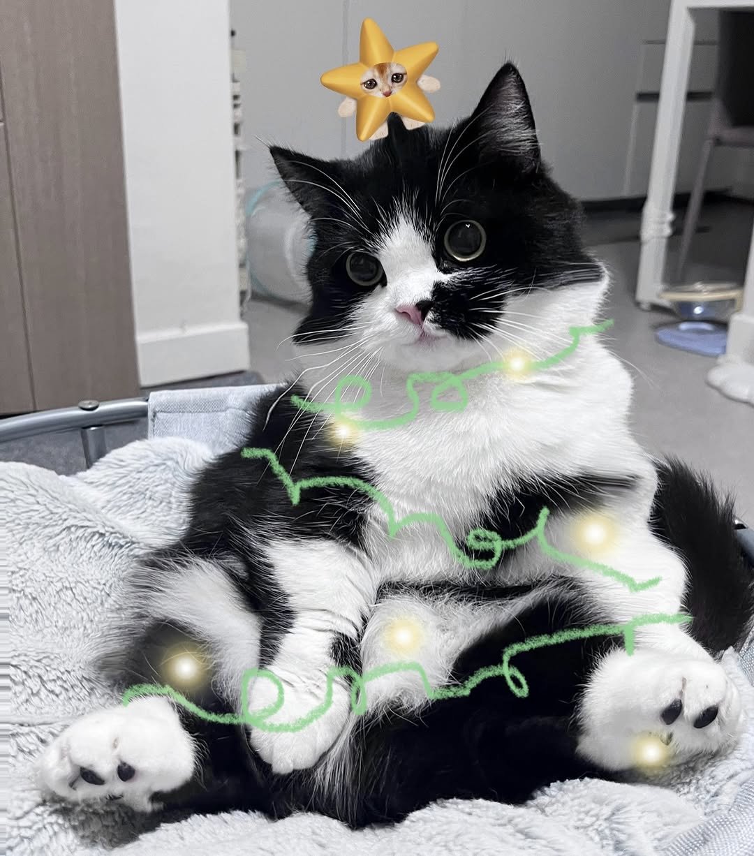 Photo by 정춘배 on December 07, 2025. May be an image of ragdoll cat, Persian cat, kitten, tinsel and text.