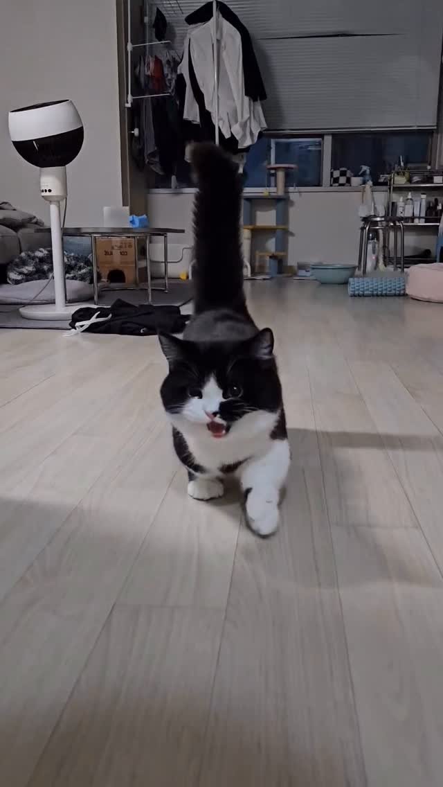 neko.chunbae 게시물 이미지: 운동 다녀왔더니 잔소리 하는 고양이 ㅠ