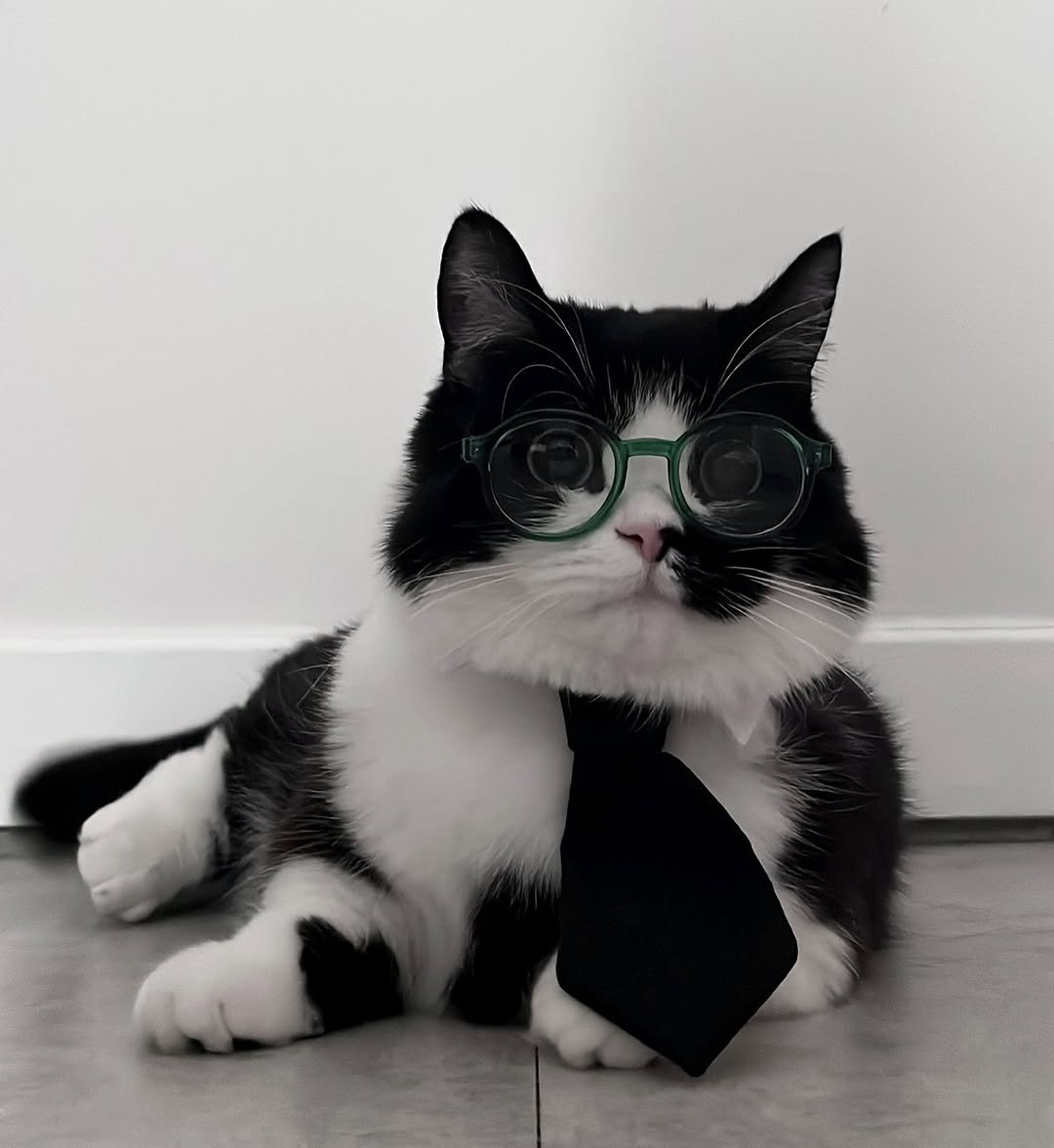 Photo by 정춘배 on December 12, 2025. May be an image of Abyssinian cat, kitten, bowtie and text.