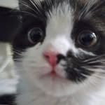 neko.chunbae 인스타그램 프로필 사진