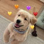woodystory_golden 프로필 사진