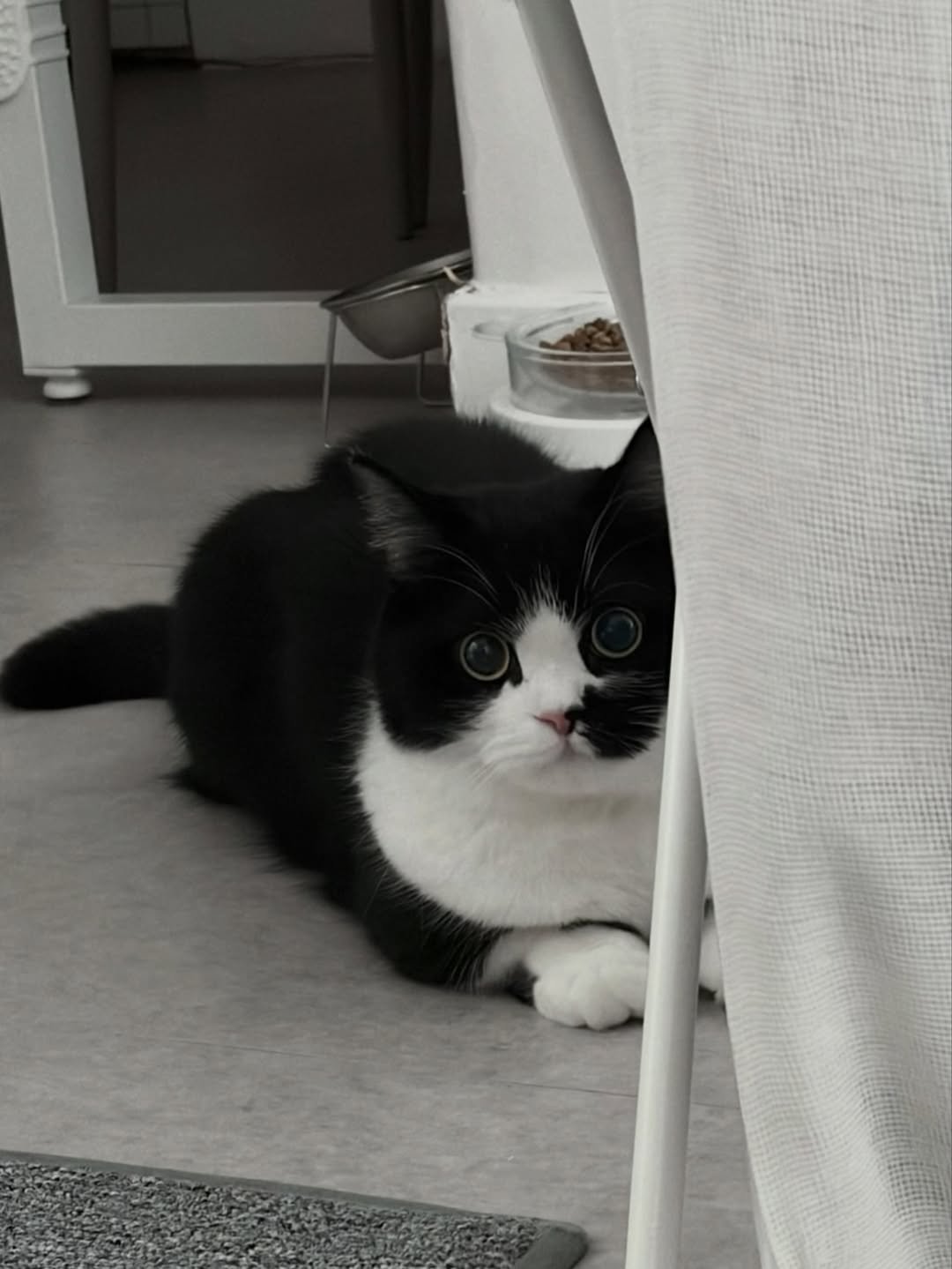 neko.chunbae 게시물 이미지: 귀여워서 찍고 있는데 갑자기 왜그러냐고
