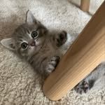 cat_munchkinleo 프로필 사진