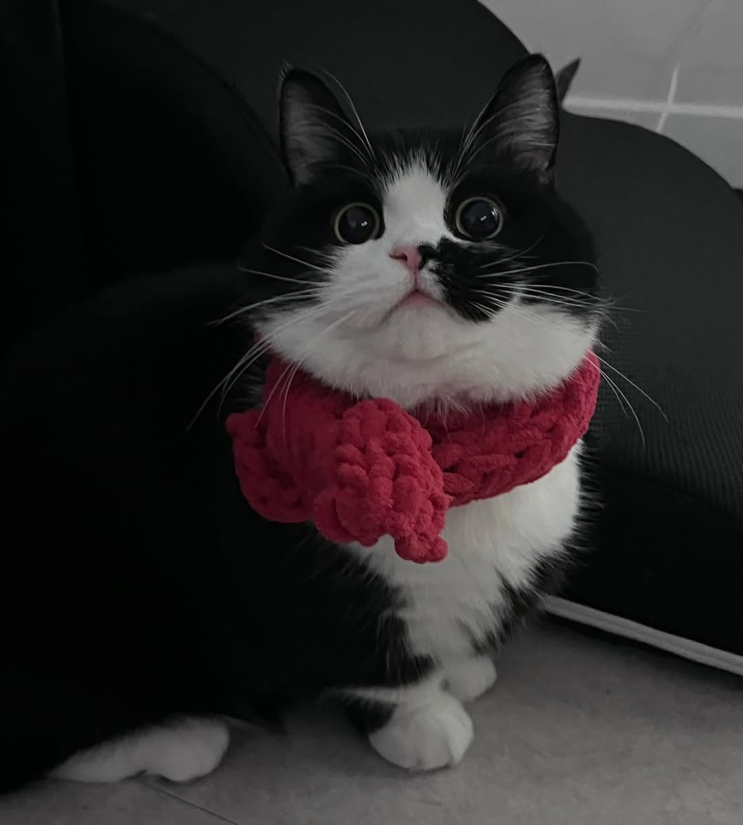 Photo by 정춘배 on December 13, 2025. May be an image of kitten, scarf, crochet, fur and text.