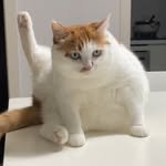 dreamycat_996 프로필 사진