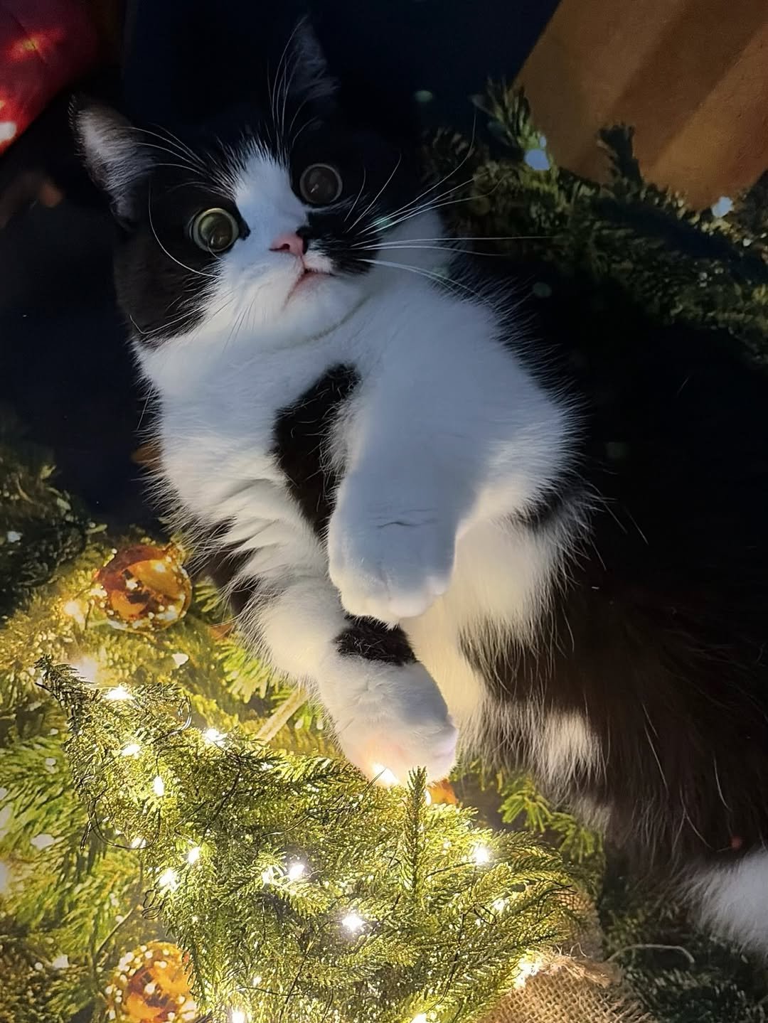 Photo by 정춘배 on December 19, 2025. May be an image of ragdoll cat, kitten, tortoiseshell cat, christmas tree, tinsel and text.