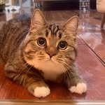 piglet_gougou 프로필 사진