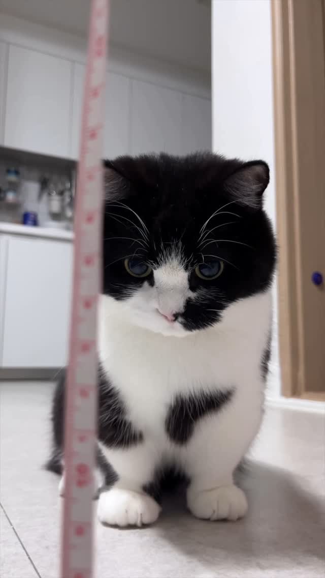 neko.chunbae 게시물 이미지: 흙수저 쭌 ㅠ