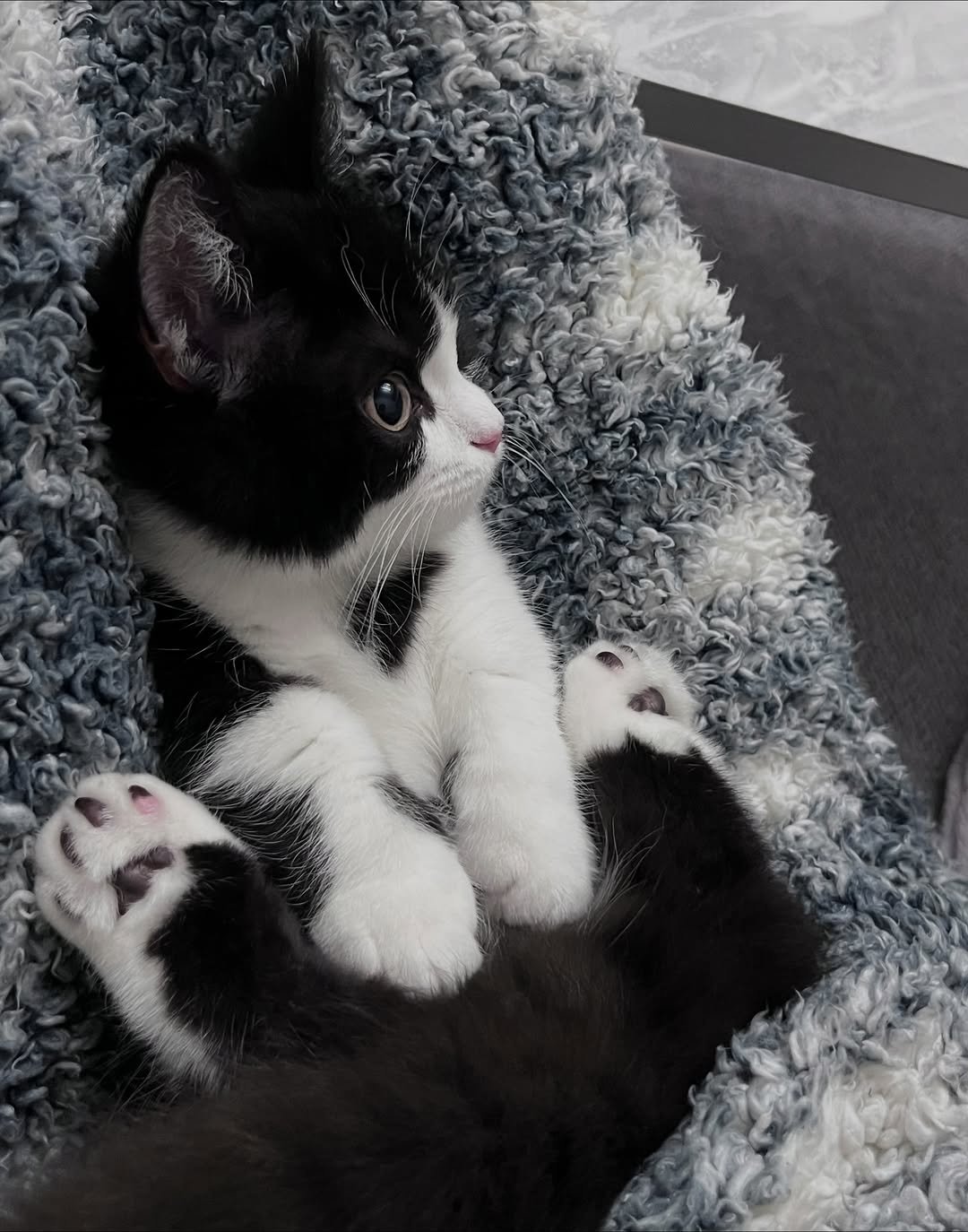 Photo by 정춘배 on November 25, 2025. May be an image of ragdoll cat, Abyssinian cat, kitten, fur and text.