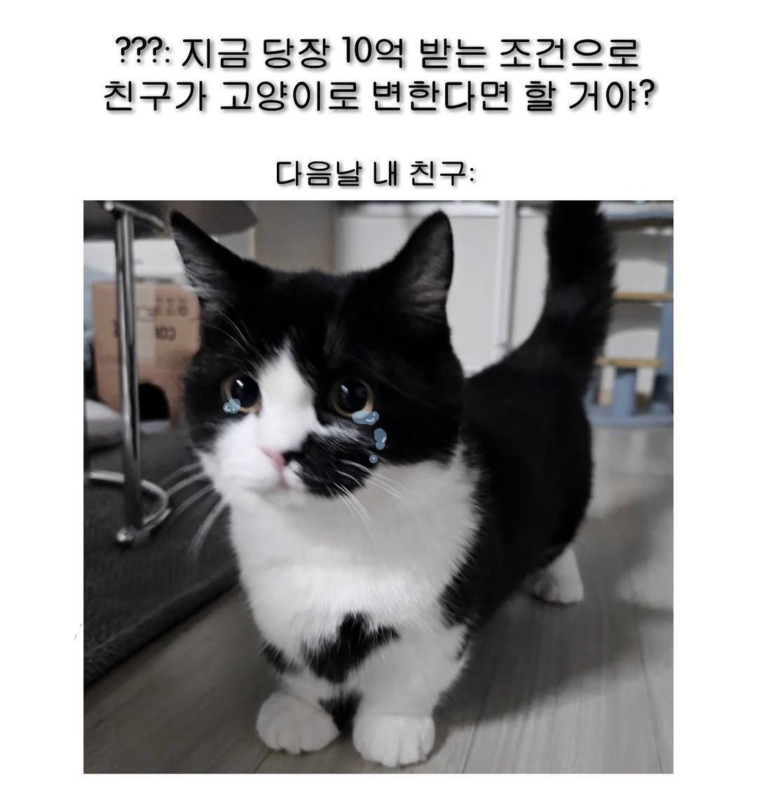 Photo by 정춘배 on January 20, 2026. May be an image of kitten, pie and text that says '??? 지금 당장 10억 받는 조건으로 친구가 고양이로 변한다면 할 거야? 다음날 다음날내친구: 내'.