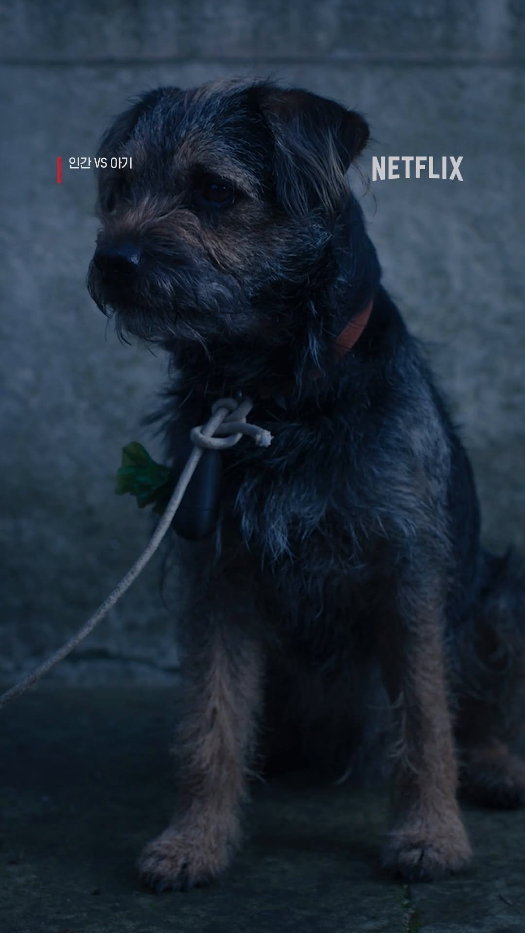 netflixkr 게시물 이미지: 평온한 크리스마스를 기대했지만.. 결과는 아수라장?

사고뭉치 집 돌보미 트레버와...