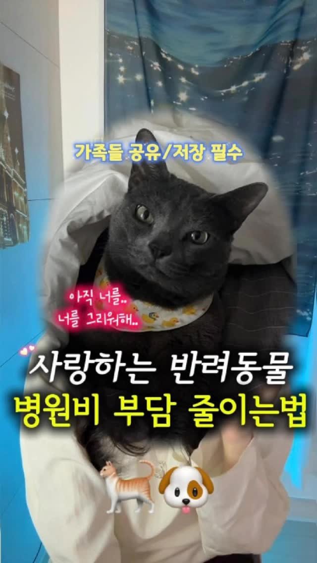 newlywed_tech 게시물 이미지: 제가 인생에서 가장 후회하는 선택 중 하나.. #제작지원
양이 보험을 안 들었던...